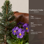 Cashmere Cedar Essential Oil